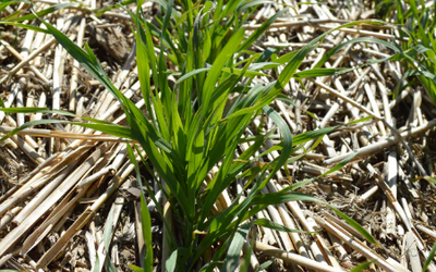 Which winter cereal should you plant this fall?