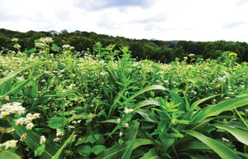 Regenerative Wildlife Management