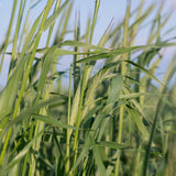 Do Cover Crops Really Steal Moisture?