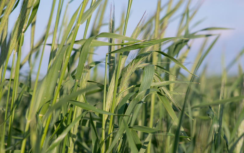 Do Cover Crops Really Steal Moisture?