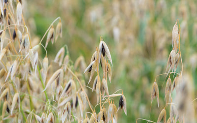 Winter Cereal Cover Crops: When to Choose Rye, Triticale, Wheat, Barley, or Oats