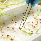 Seed Quality and Performance
