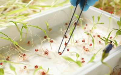 Seed Quality and Performance