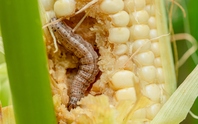 Get Off The Armyworm Treadmill