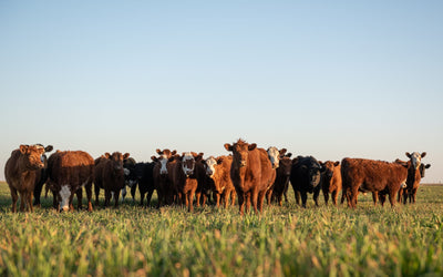 The Economic Advantages of Growing a Cover Crop After Wheat