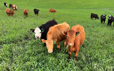 Maximize your spring grazing opportunities