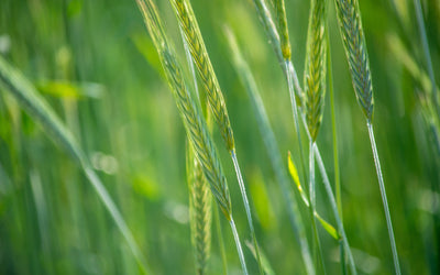 Green Cover's Top 10 Grasses