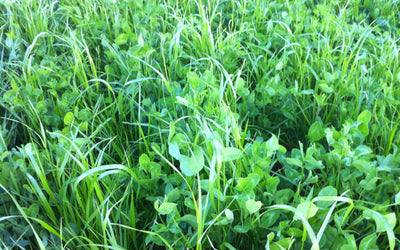How to Plant and Establish a Perennial Pasture