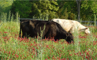Restoring Life to the Landscape: Overhome Farm