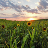 Cover the Soil, Capture the Sun
