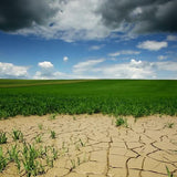 Why Plant Cereal Rye in a Drought