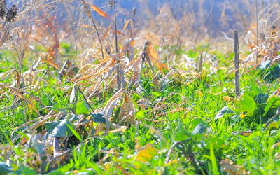 Keep the Soil Covered