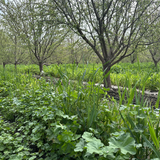 Bulldoze to Bumper Crop