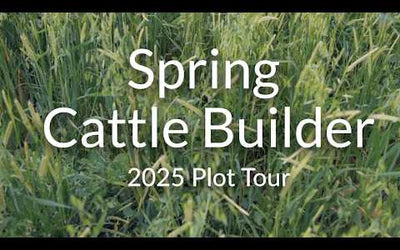 Spring Cattle Builder: High-Protein Forage for Early Grazing