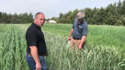Winter Max Triticale: A High-Grain Cover Crop Option