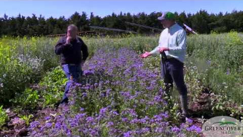Phacelia: The Queen of Pollinator Plants