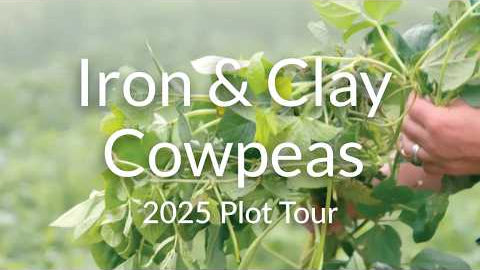 Iron and Clay Cowpeas: Heat-Loving Legumes for Summer Growth