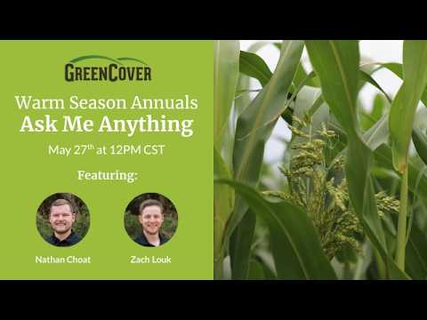 Warm Season Cover Crop Species: Q&A on Sorghum-Sudangrass, Cowpeas, and More