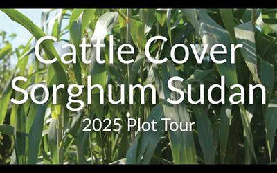 Cattle Cover BMR Sorghum Sudan: High Digestibility for Hay and Grazing