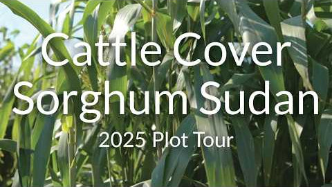 Cattle Cover BMR Sorghum Sudan: High Digestibility for Hay and Grazing