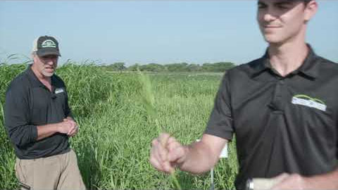 Field Tour: 90+ Cover Crop Species—What Grows Where