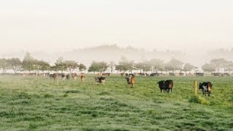 Building America's First Regenerative Organic Dairy: The Alexandre Family Story