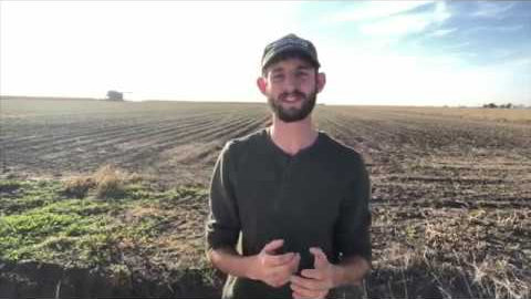 Buckwheat: Fast-Growing Broadleaf for Beneficial Insects and Phosphorus Scavenging