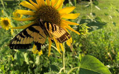 How Rick Clark Is Rethinking Diversity On His Regenerative Organic Farm