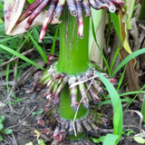 Nitrogen-Fixing Corn?
