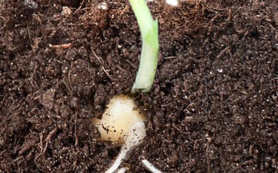 Seeds And Seedlings With Speed
