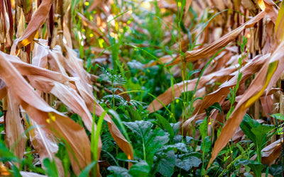 Green Cover Test Plots: 2023 Corn Interseeding Trials