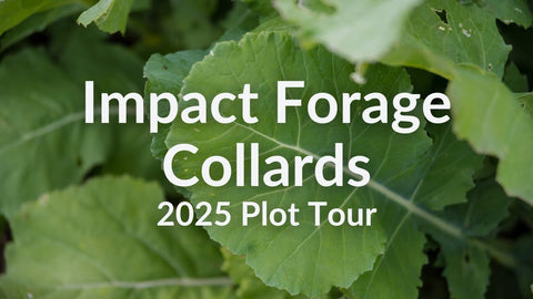 Impact Forage Collards for Grazing: Cold and Heat Tolerance in One Brassica
