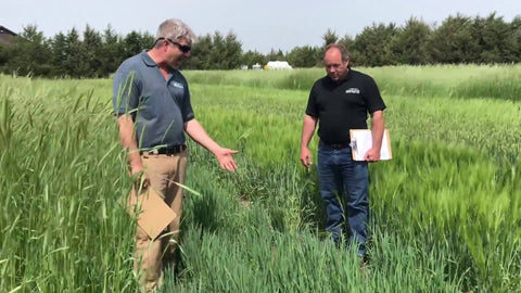 Cosaque Black Oats for Fall Stockpile Grazing