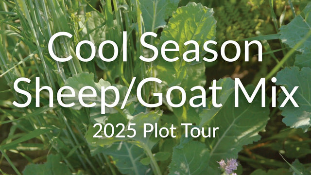 Cool Season Sheep and Goat Grazing Mix: Spring and Fall Forage