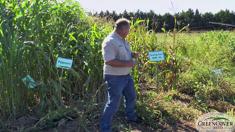 Corn as a Grazing Crop: BMR and Popcorn Varieties for Fall Pasture