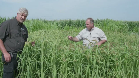 Golden and White Wonder Millet: Which One to Grow