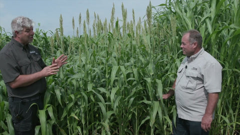 Coes Sorghum: Budget-Friendly Forage for Drought & Uncertain Conditions