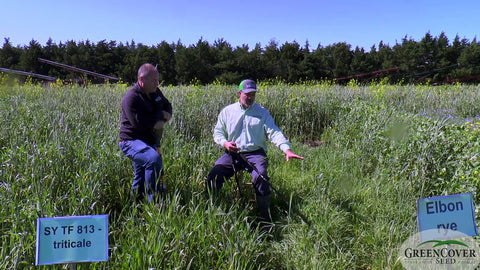 Spring-Planted Winter Rye and Triticale for Weed Control