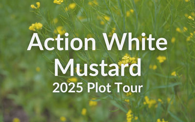 Action White Mustard: Fast Growth, Nematode Control & Reliable Flowering