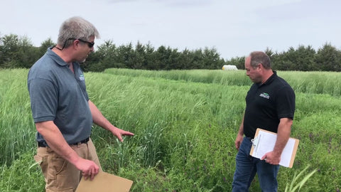 WoollyPod Vetch: Spring vs. Fall Planting & the Power of Vertical Structure