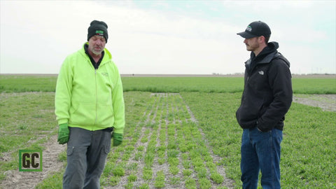 Over Winter Test Plots: April 15 Update on Cereals, Legumes & Mixes