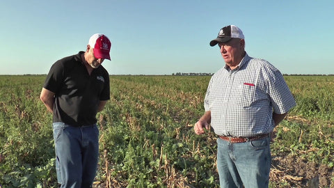 Cover Crops in Harvested Seed Corn: Building Diversity Beyond Brassicas