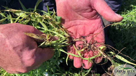 Chickling Vetch AC Greenfix: Nitrogen Fixation and Early Spring Grazing