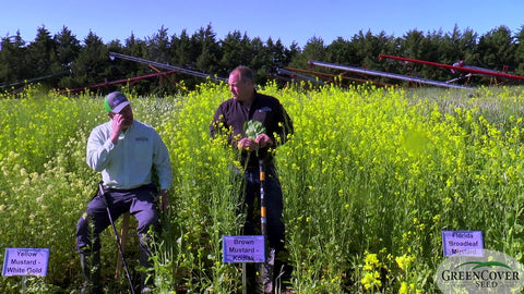 Four Types of Mustard for Cover Crops: Growth Rates, Blooming Patterns & Uses