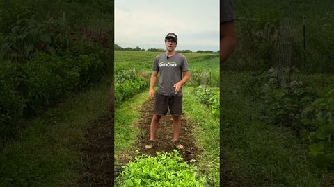 How to Plant Cover Crop Mixes in Your Garden