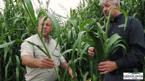 Silo Pro Forage Sorghum: Shorter Plant, More Usable Leaf