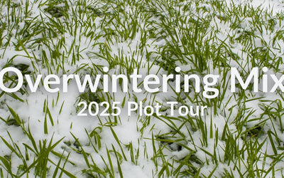 Overwintering Mix for Fall Planting: Cover Crop Tour