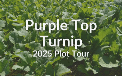 Purple Top Turnip for Winter Grazing: 2025 Test Plot Tour