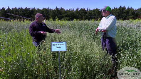 Winter Oats for Fall Grazing and Forage Quality