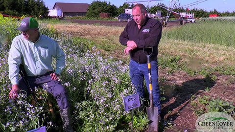Nitro Radish, Smart, Control — Spring Planting Uses and Pollinator Value